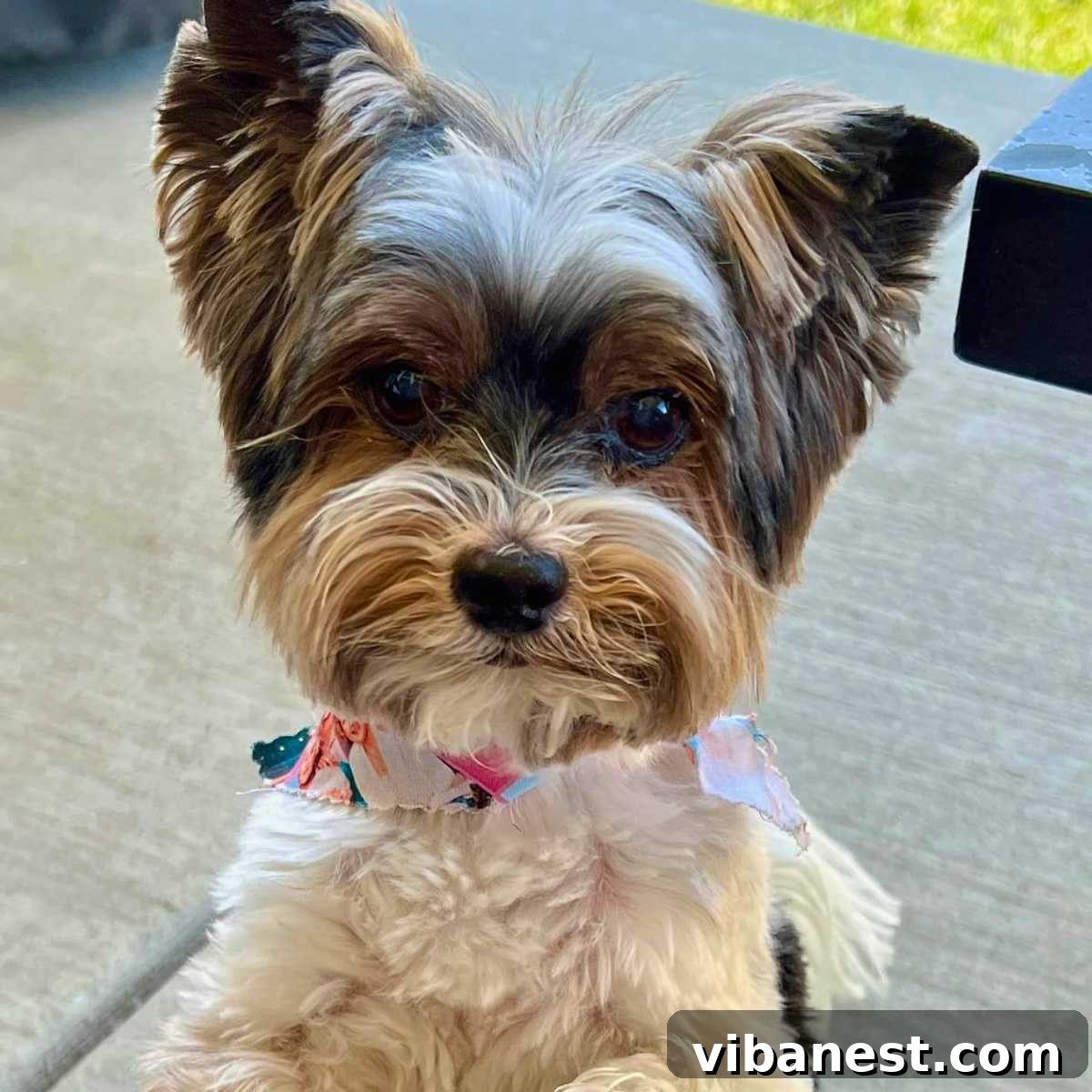 The Friday Five May 31 2024 2 A sweet dog, Mali, looking up at the camera with gentle eyes, signifying a loving family pet.