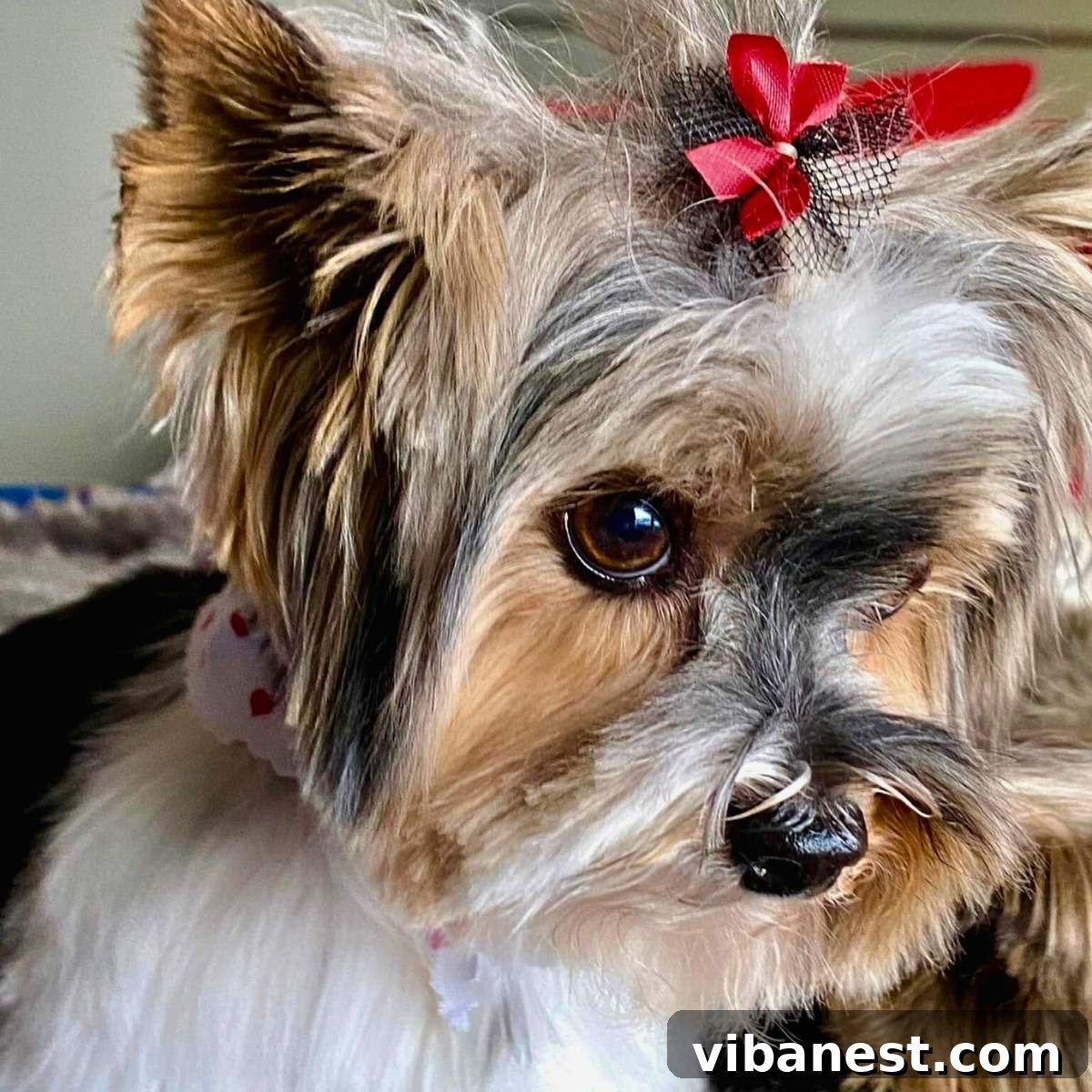 Friday Five January 3 2025 2 Lila, a sweet Biewer Terrier, smiling brightly