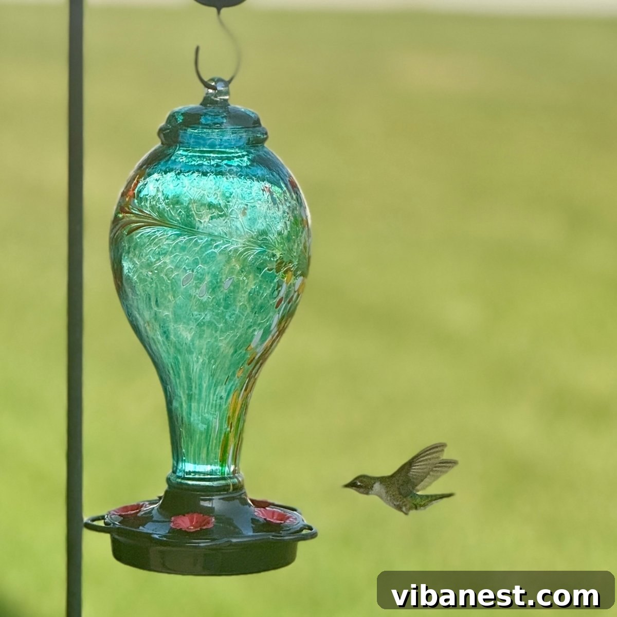Friday Five: August 8, 2025 3 A vibrant hummingbird drinking nectar from a red hummingbird feeder.