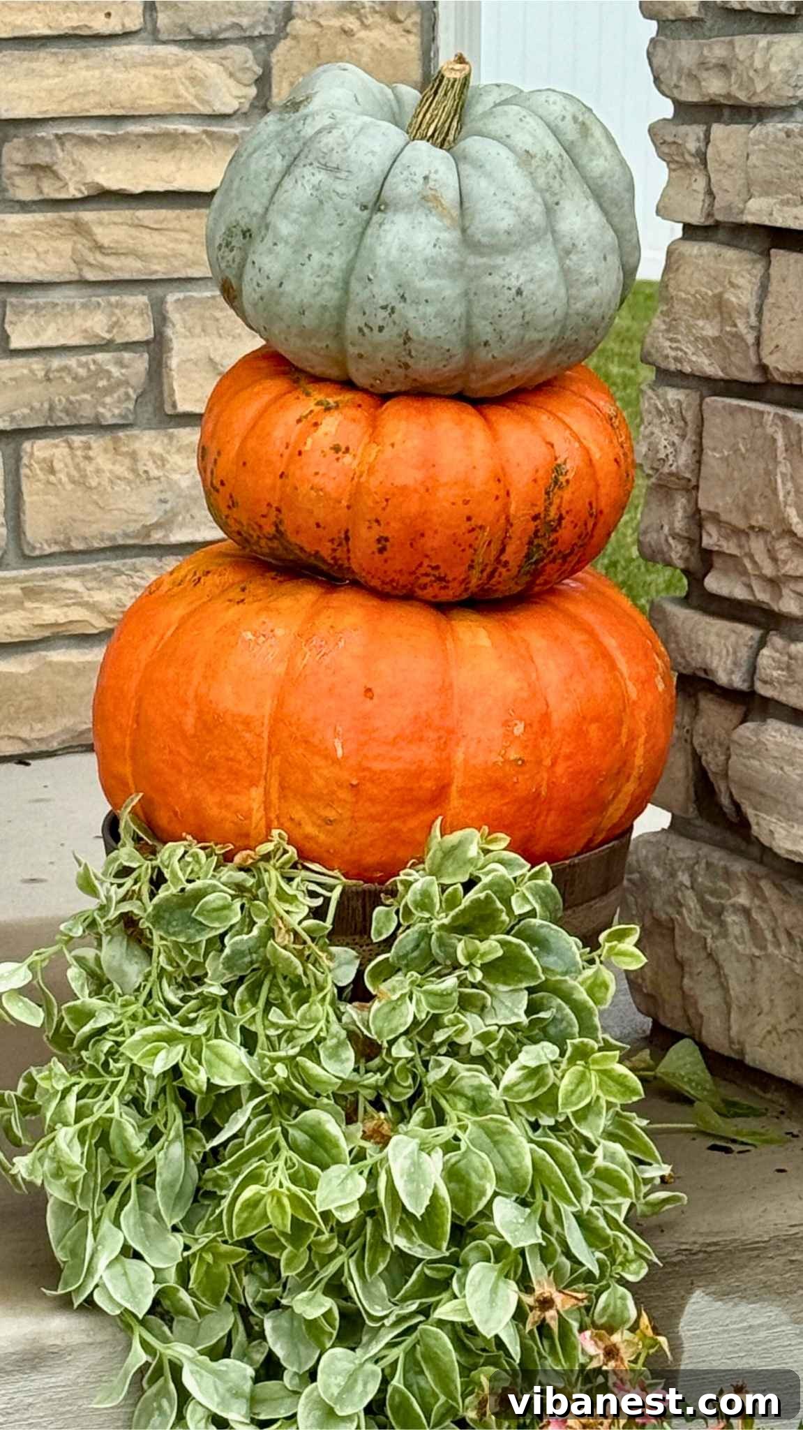 Friday Five: October 3, 2025 3 Close-up of a vibrant ornamental cabbage plant with purple and green leaves, next to small red ornamental peppers, creating a cheerful fall display.