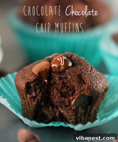 Chocoholic's Dream Muffins 3 Close-up of a fresh chocolate chocolate chip muffin, showing its moist texture and abundant chocolate chips